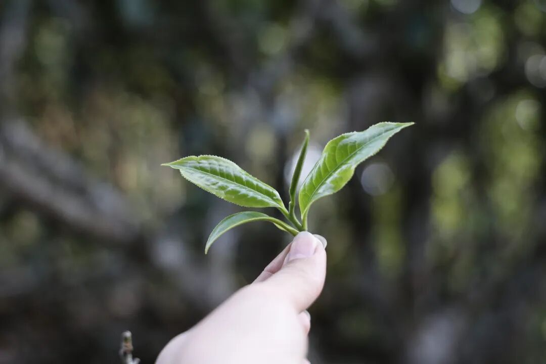 普洱茶市场为何“堵”，又该如何“通”？