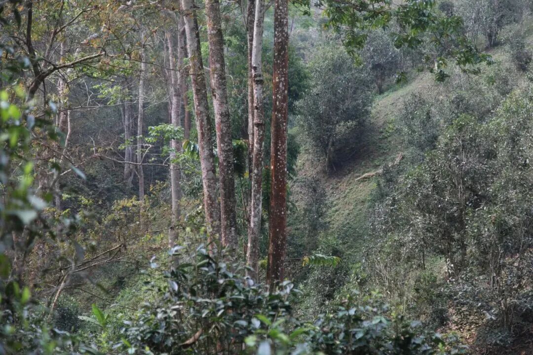 如何挑选春茶？