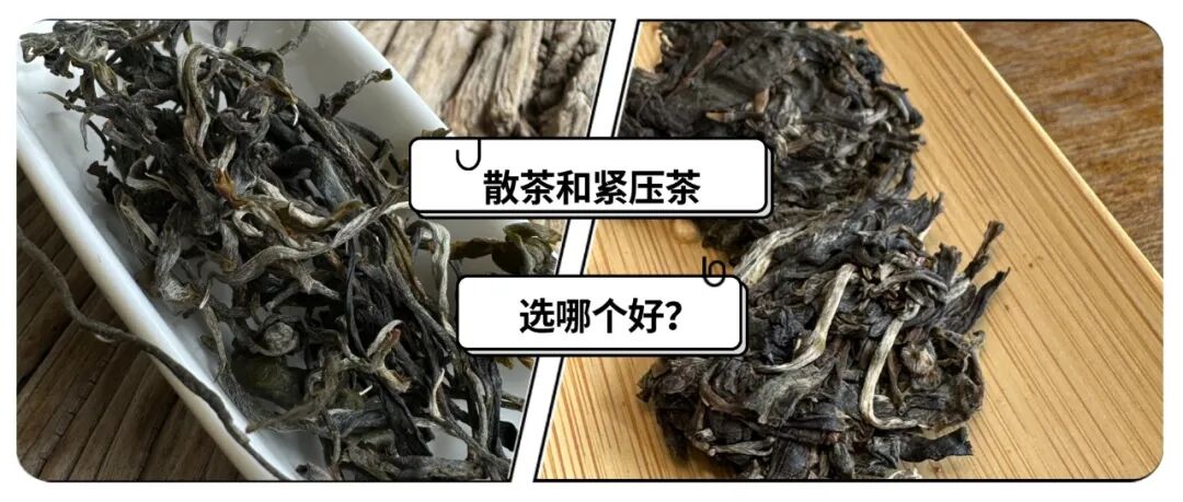 懂普洱的人都选饼茶？散茶与饼茶的真实差距，一次讲明白