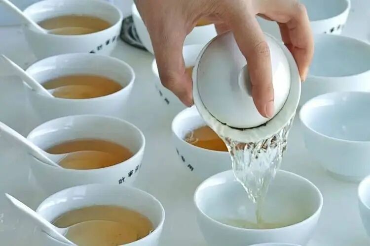 懂普洱的人都选饼茶？散茶与饼茶的真实差距，一次讲明白
