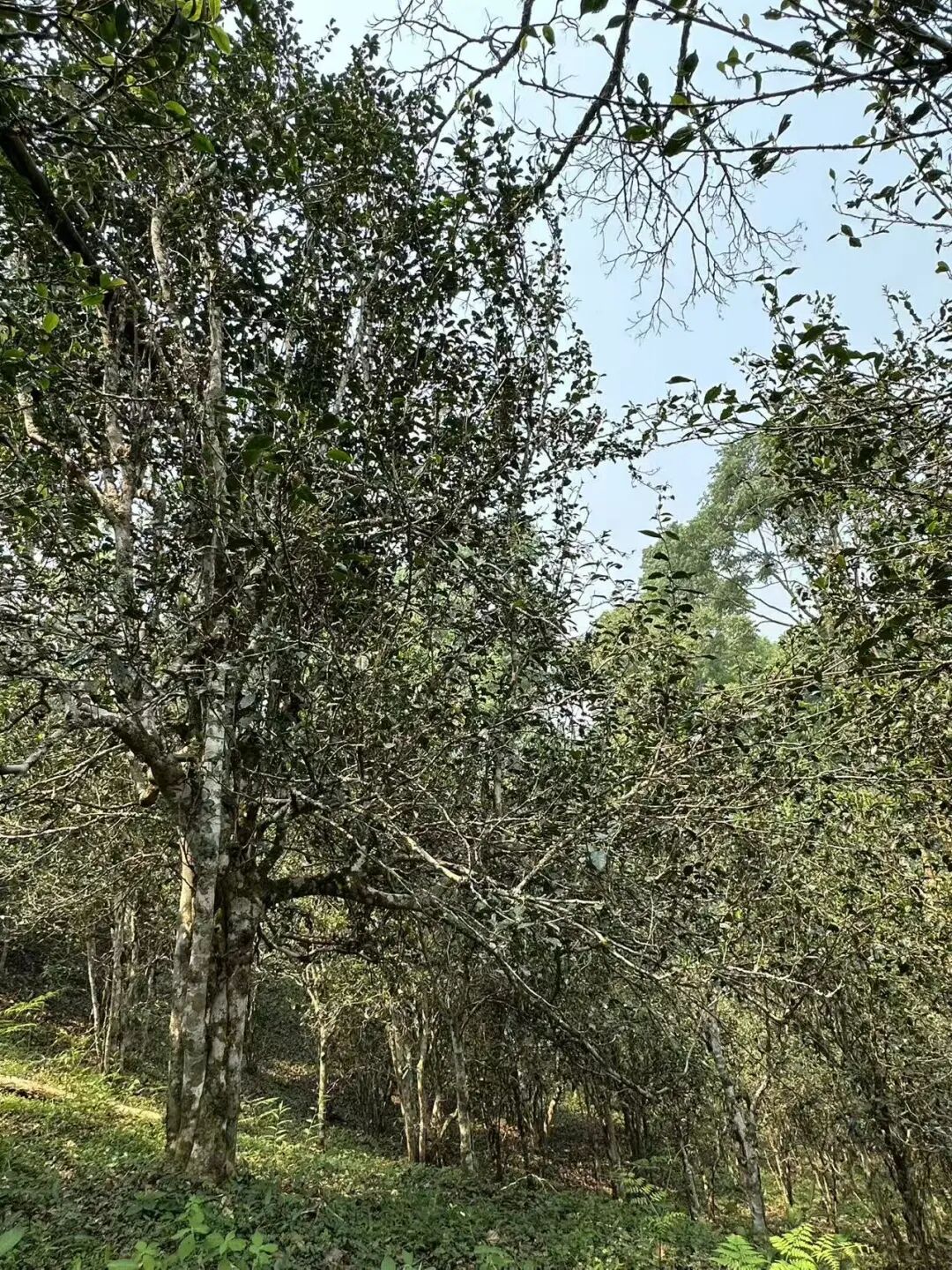 品鉴日记|2026大黑树林：倚邦中小叶种的巅峰表达