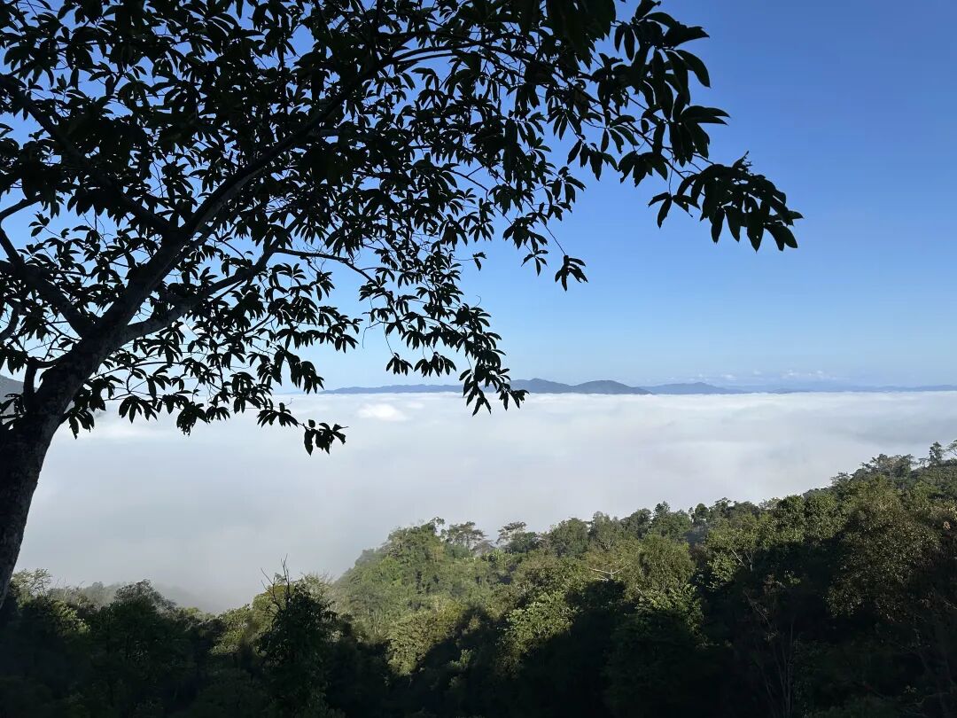品鉴日记|2026大黑树林：倚邦中小叶种的巅峰表达