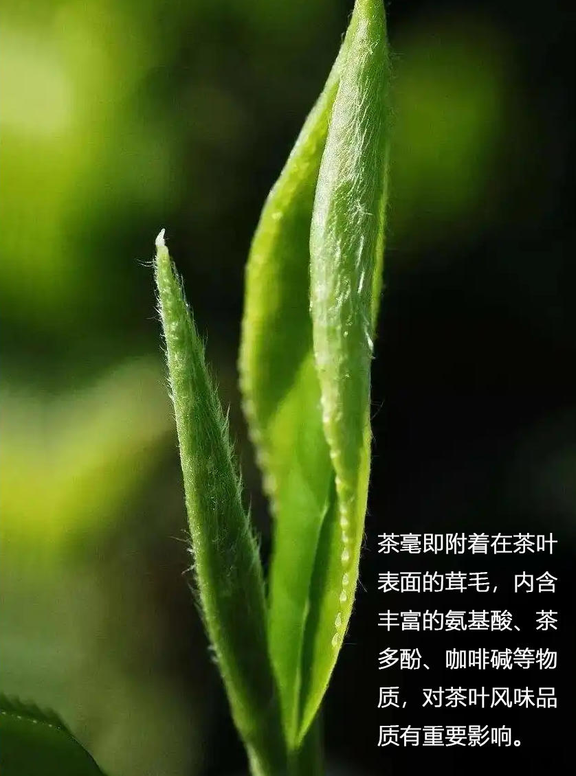 长毛的茶,还能喝吗?