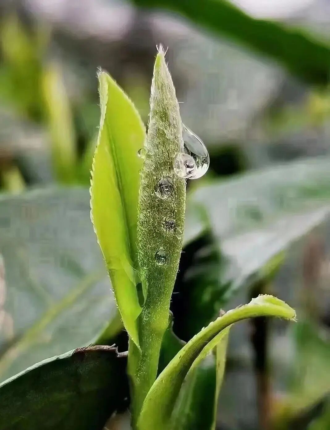 长毛的茶,还能喝吗?