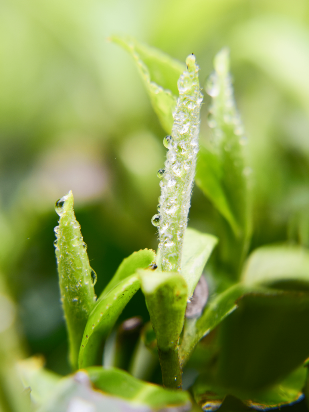 长毛的茶,还能喝吗?