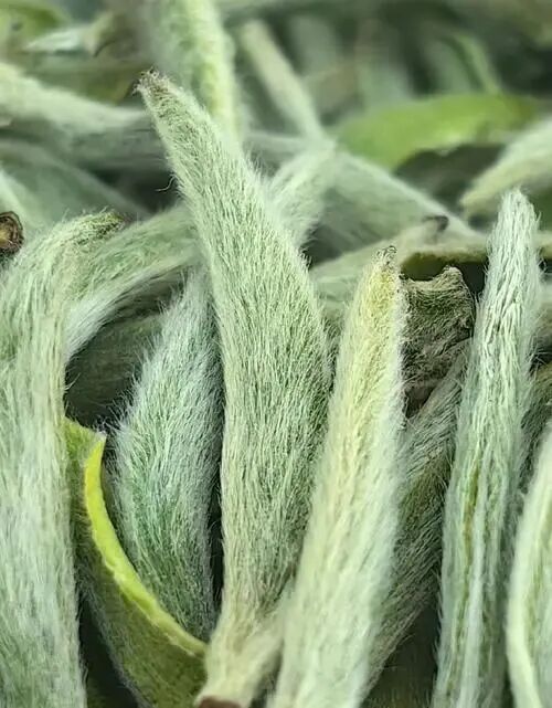 长毛的茶,还能喝吗?