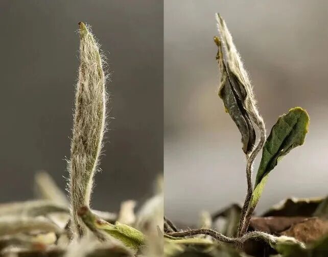 长毛的茶,还能喝吗?