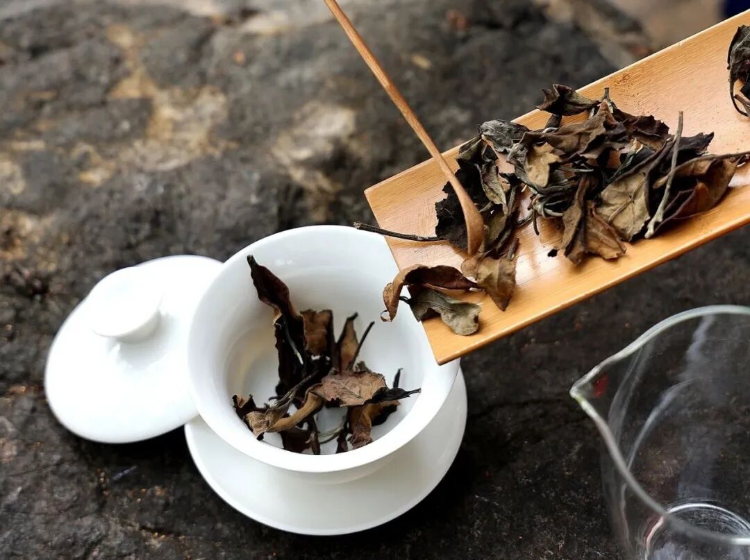白茶怎么泡更好喝?就这3招,照着做就行了!