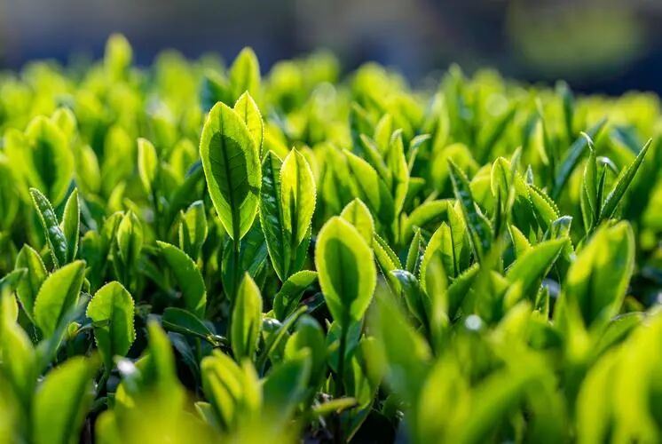 为什么要喝春茶?这6个好处告诉你答案