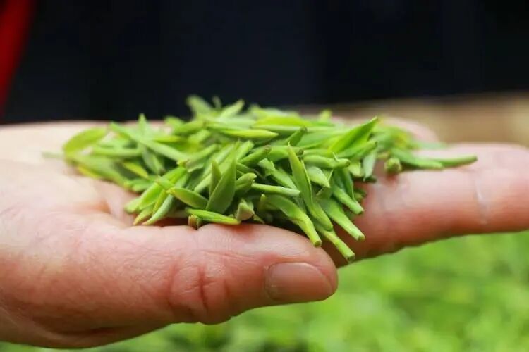 为什么要喝春茶?这6个好处告诉你答案
